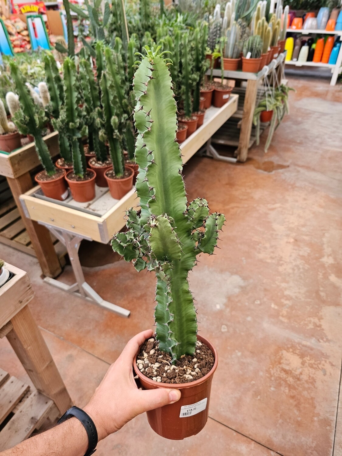 Euphorbia Eritrea - H50/55 vaso 15 cm