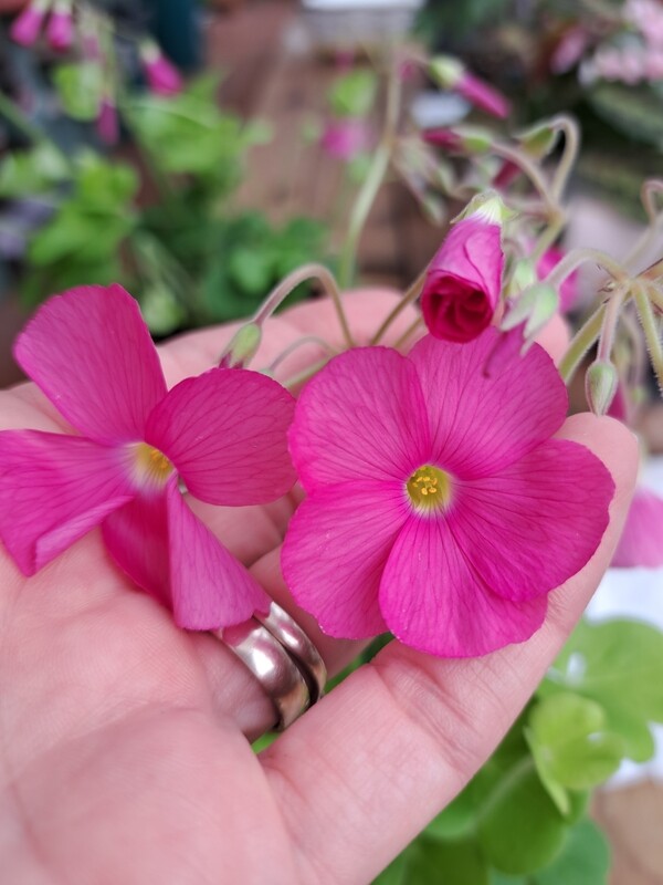 Oxalis Bowiei 'Amarantha' - vaso Ø10 cm