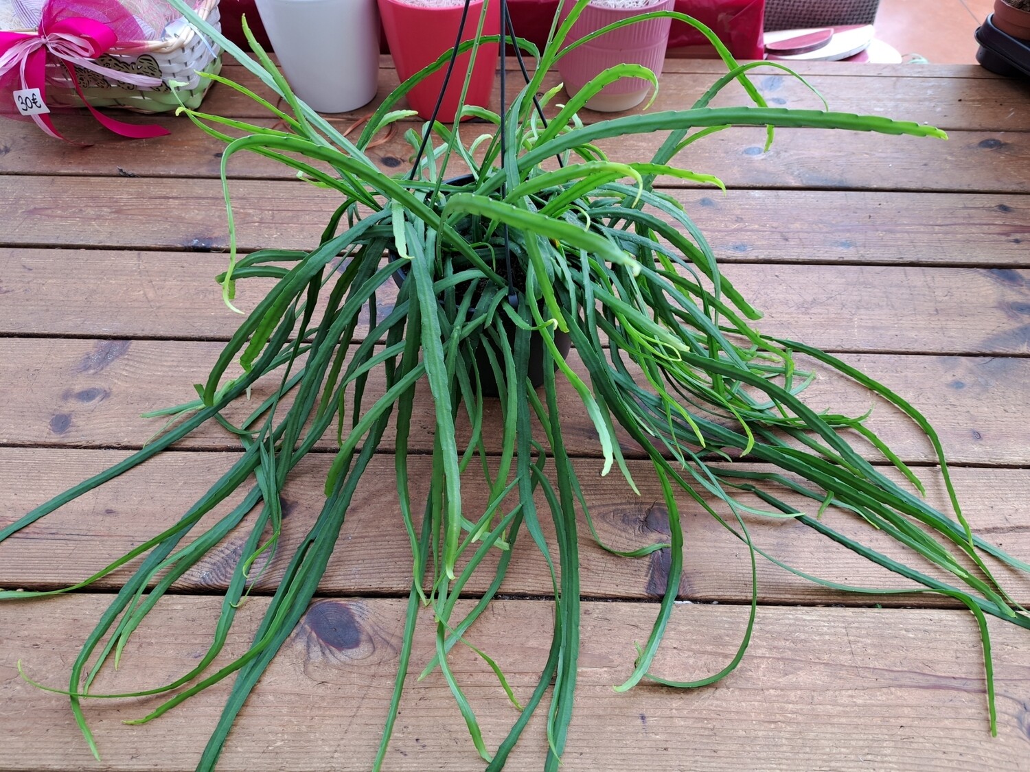 Lepismium bolivianum, Cactus a corda - vaso Ø17 cm
