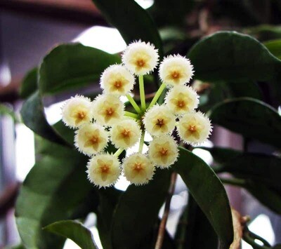 Hoya lacunosa ' Mint ' - Fiore di Cera - vaso ⌀ 9 cm