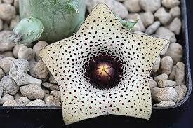 Stapelia, Asclepiadacee, Huernia formosa - vaso Ø5,5 cm