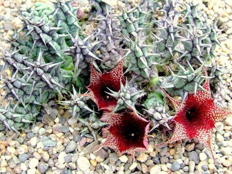 Stapelia, Huernia saudi-arabica hybrida - vaso Ø5,5 cm