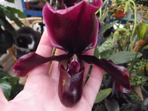 Paphiopedilum &#39;Black Jack&#39;, Orchidea, Scarpetta di Venere - vaso Ø9 cm