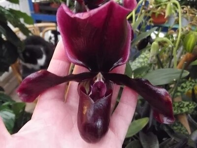 Paphiopedilum 'Black Jack', Orchidea, Scarpetta di Venere - vaso Ø9 cm