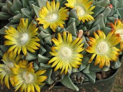 Nananthus vittatus vaso 8 Aizoaceae
