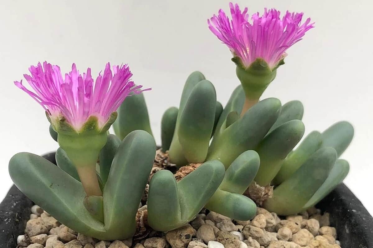 Argyroderma fissum - vaso Ø8 cm