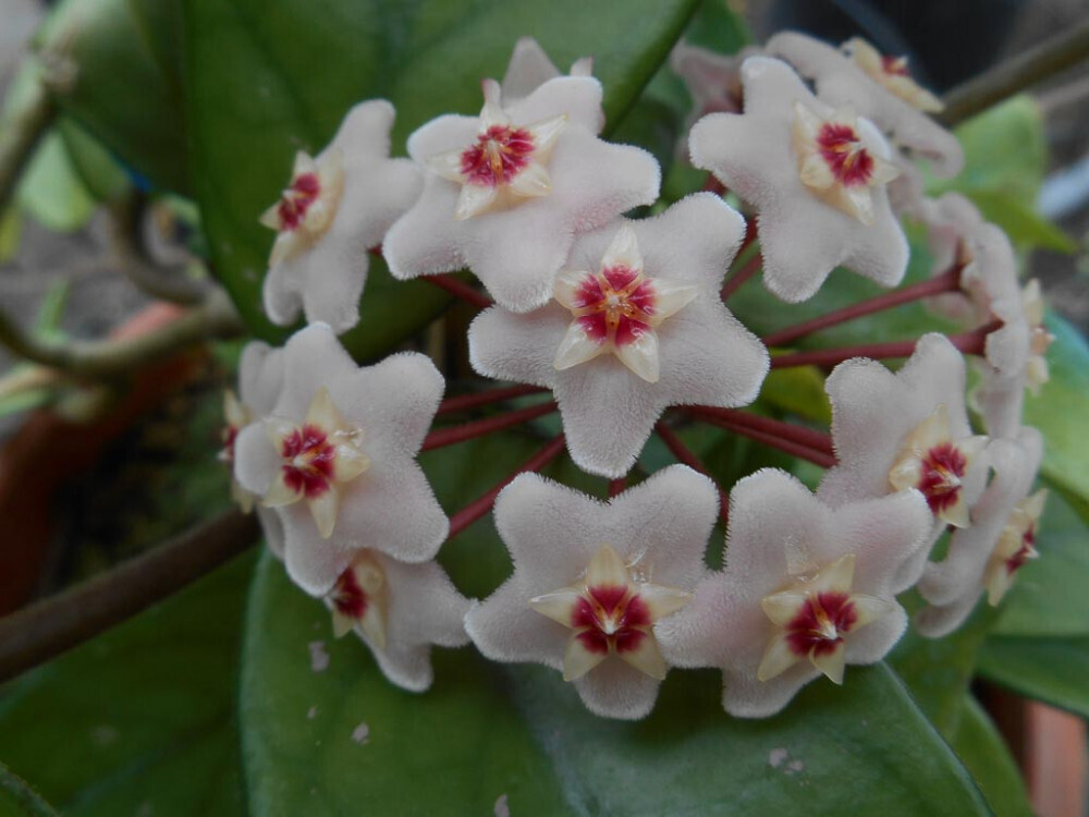 Hoya carnosa, Fiore di cera - basket Ø14 cm