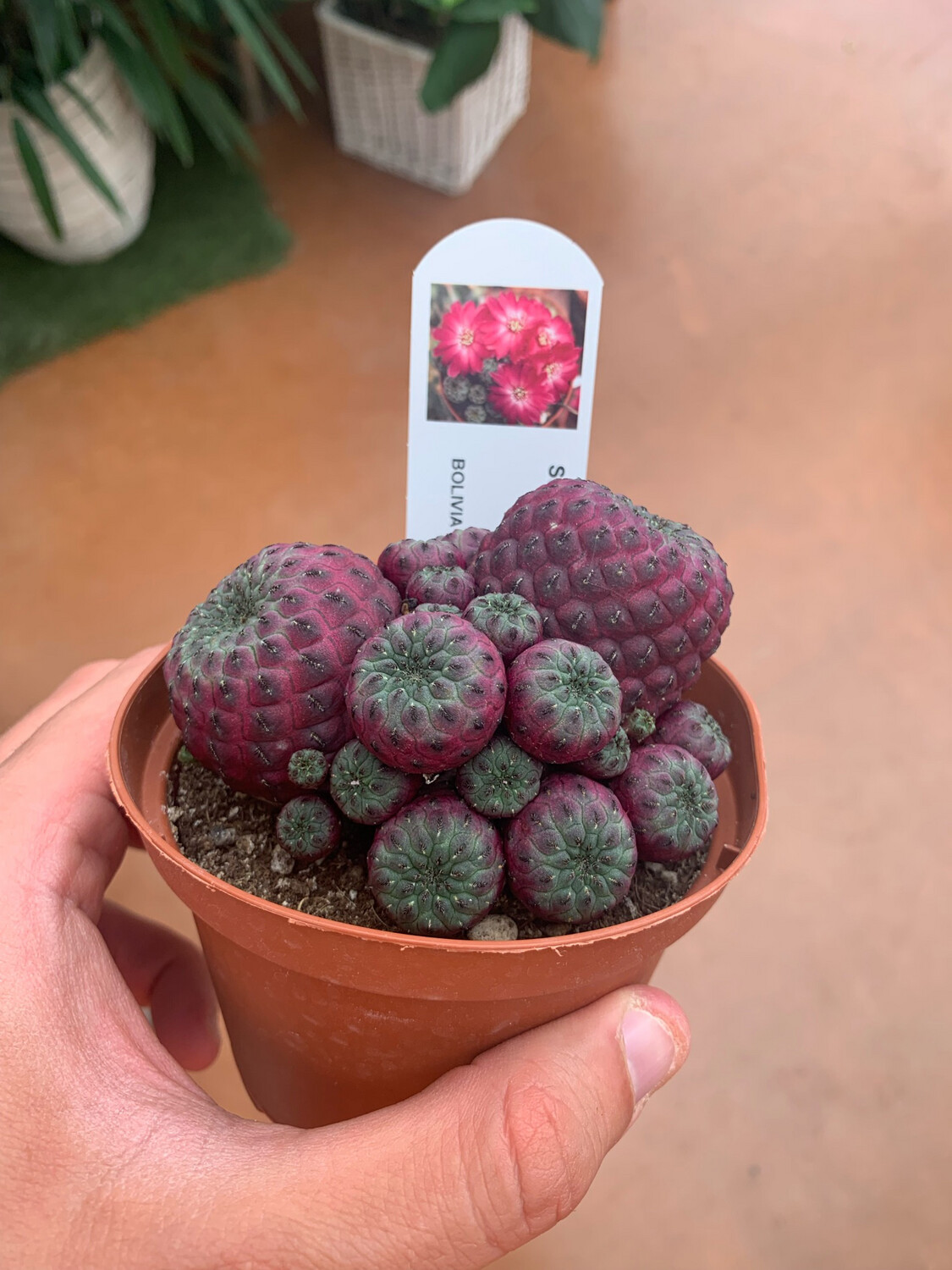 Sulcorebutia rauschii - vaso Ø10.5 cm