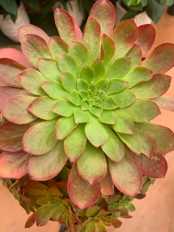 Semponium Surreal® 'Sienna' (incrocio fra Aeonium e Sempervivum) - vaso Ø17 cm