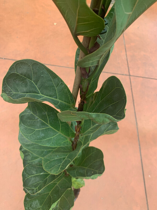 Ficus Lyrata &#39;Bambino&#39; - vaso Ø17 cm, h 70 cm