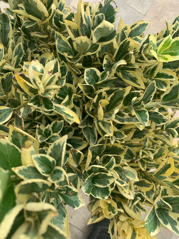 Evonimo, Euonymus japonicus &#39;Bravo&#39; - vaso Ø24 cm, h 50 cm fuori vaso