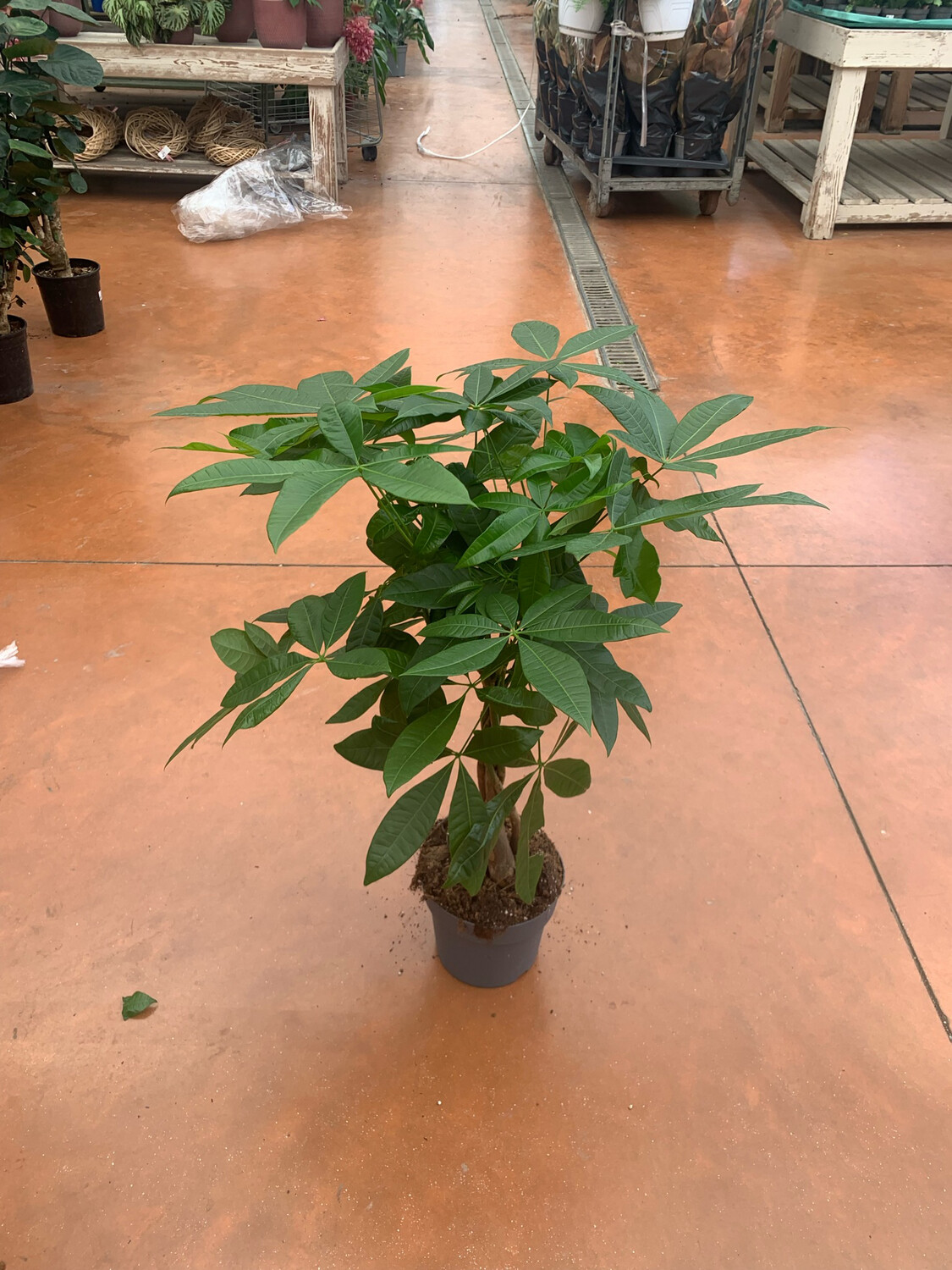 Pachira Acquatica - vaso Ø17 cm