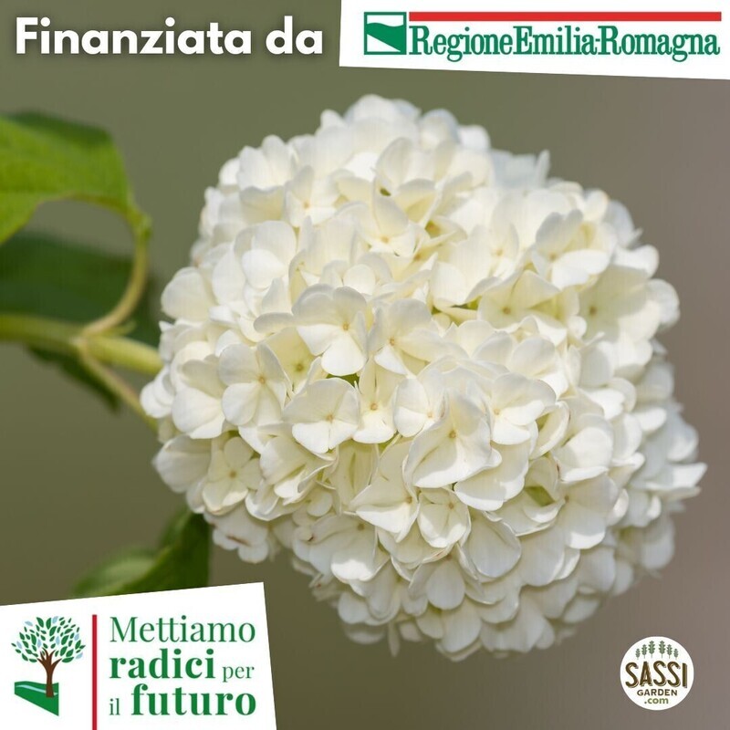 MRPF Viburnum opulus, Pallone di maggio/Palla di neve - ARBUSTO IN VASO/ CONTENITORE FORESTALE