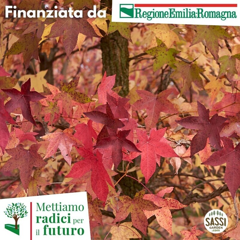 MRPF Liquidambar styraciflua, Storace americano - ALBERO vaso h 130-150 cm