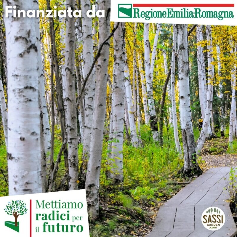 MRPF Betulla Bianca - Betula pendula - ALBERO ALTO H&gt;1,5mt
