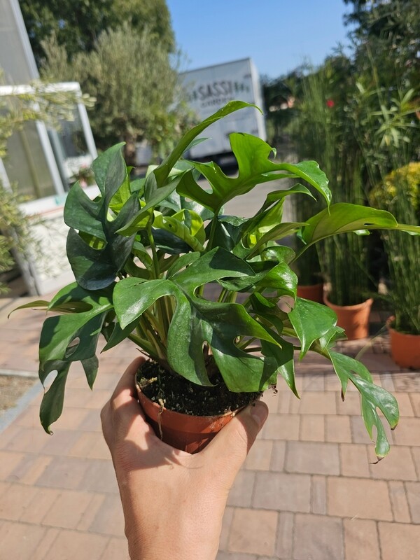 Monstera Minima, Rhaphidophora Tetrasperma - vaso Ø12 cm