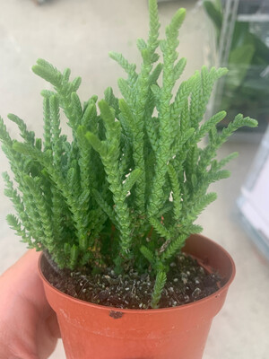 Crassula lycopodioides, Pianta spazzola - vaso Ø 8 cm