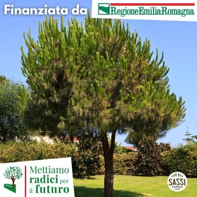 AGR - Pinus pinea, Pino Domestico/Pino da pinoli - vaso Ø 9cm H 34cm ALBERO
