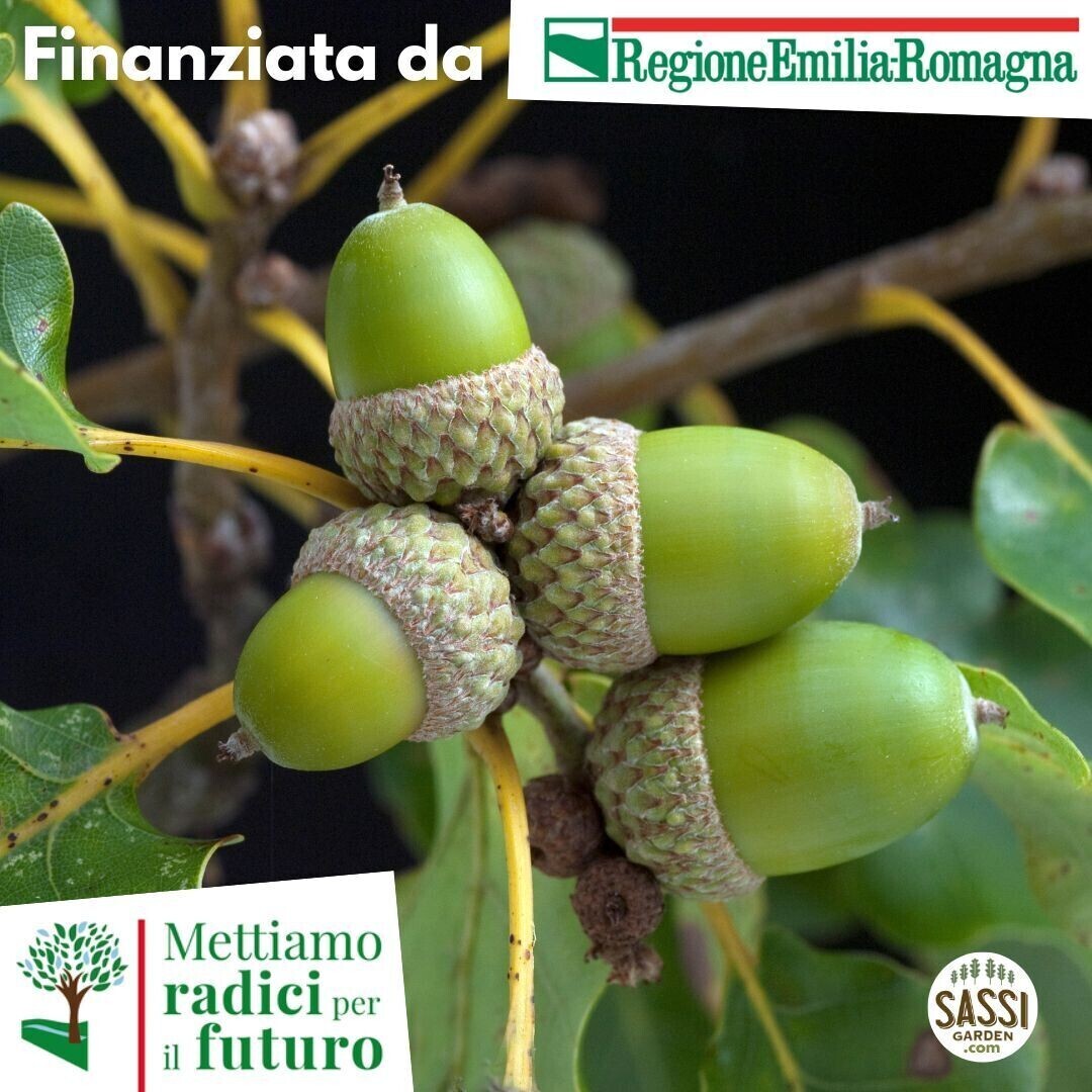 AGR - Quercus Robur, Quercia/Farnia - ALBERO ALTO H>1,5mt
