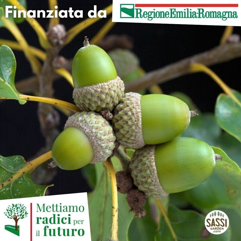 MRPF Quercus Robur, Quercia/Farnia - ALBERO ALTO H&gt;1,5mt