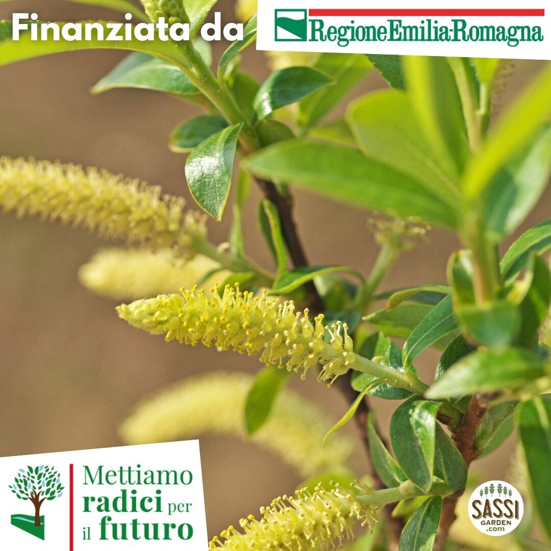 AGR - Salix viminalis, Salice da ceste - ALBERO ALTO > 150 cm ( pontesco )