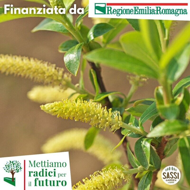 MRPF Salix viminalis, Salice da ceste - ALBERO IN VASO CF BASSO   in alveolo forestale h 40