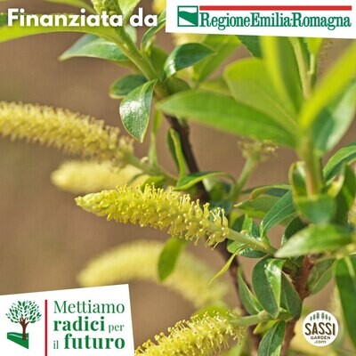 AGR Salix viminalis - Salice da ceste - (ALBERO ALTO >1,5 m )