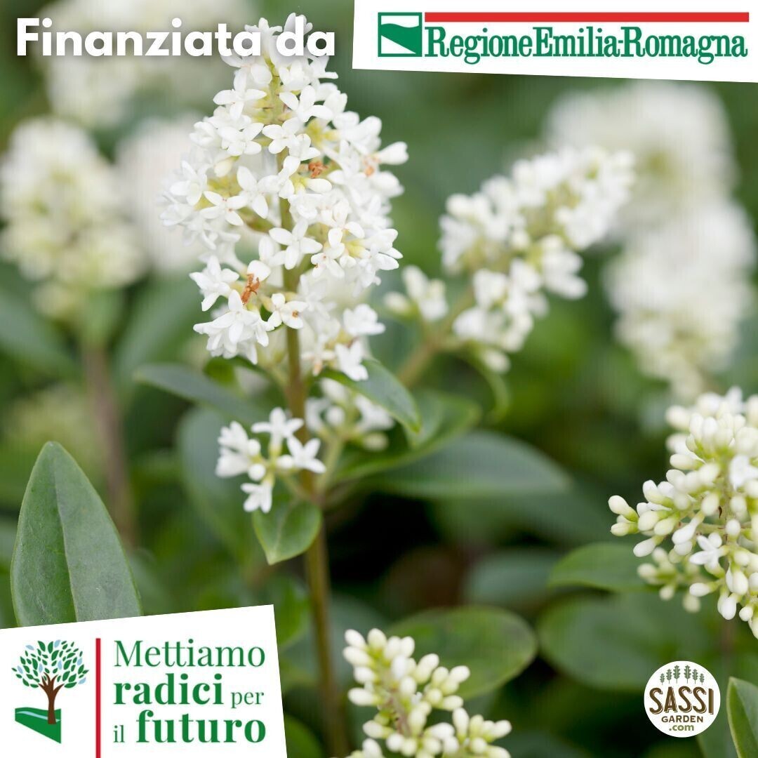 Ligustrum vulgare, Ligustro Selvatico/Ligustro comune - ARBUSTO in vaso forestale H 40/60cm