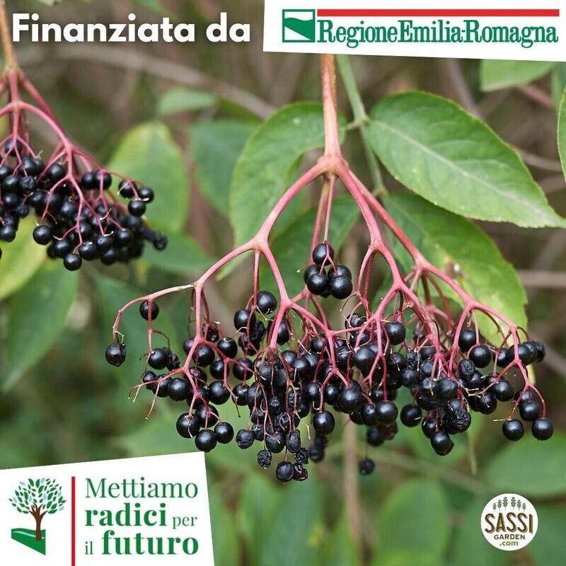 SCD Sambucus Nigra - Sambuco - ARBUSTO in vaso forestale h 35-50 cm SCD Sambucus Nigra - Sambuco - ARBUSTO in vaso forestale h 35-50 cm