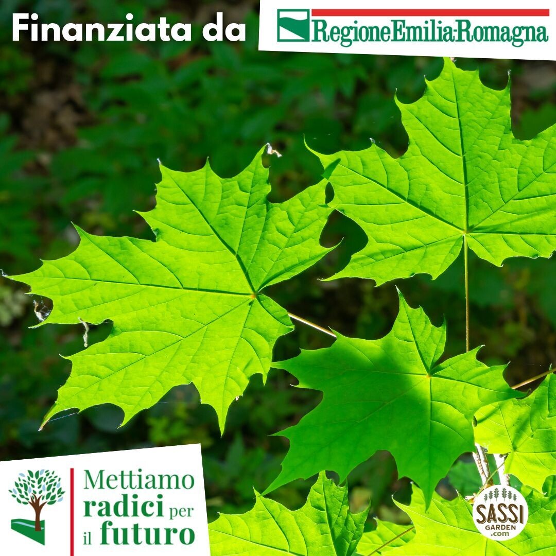 MRPF Acer Platanoides , Acero Riccio - Albero alto &gt; 150 cm