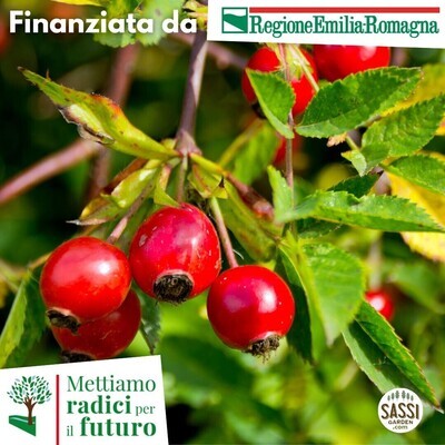 AGR Rosa canina - Rosa selvatica - (ARBUSTO pianta in alveolo forestale h 25 cm)