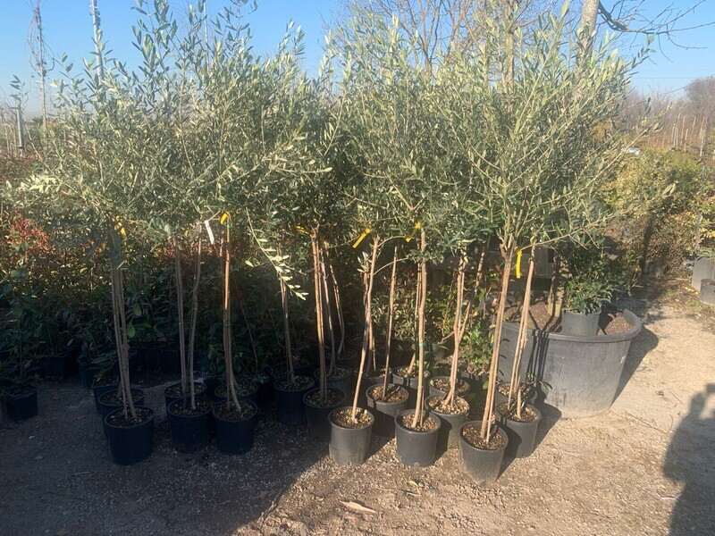 Olea europaea var. leucocarpa, Ulivo, Olivo Bianco - vaso Ø15 cm