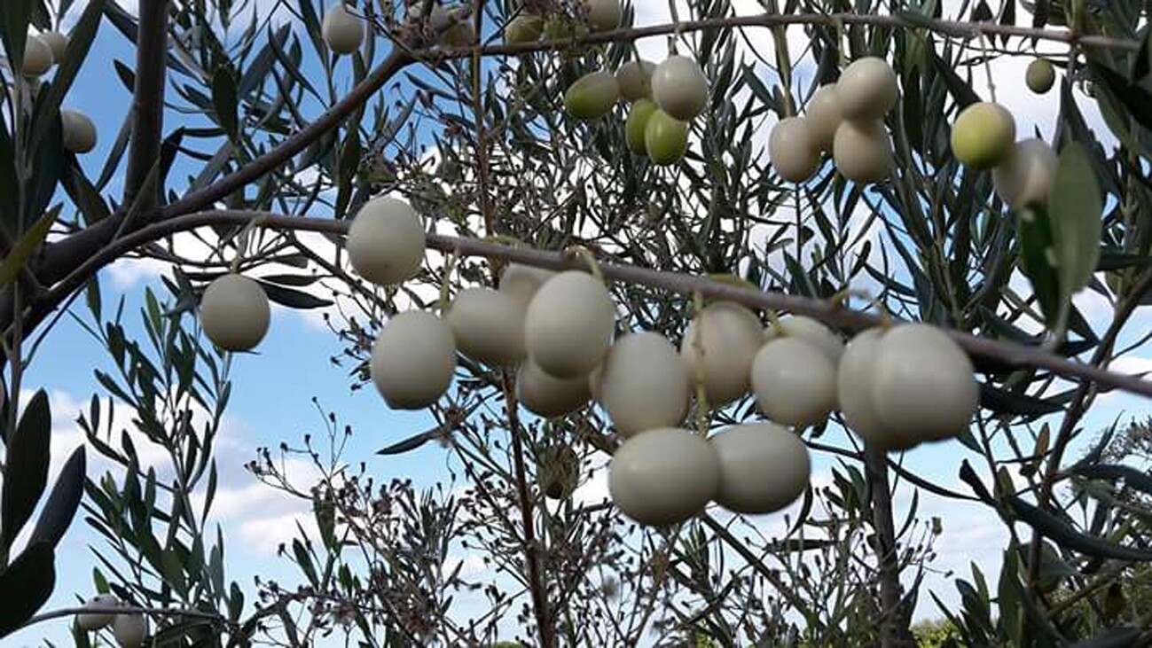 Olea europaea var. leucocarpa, Ulivo, Olivo Bianco - vaso Ø15 cm