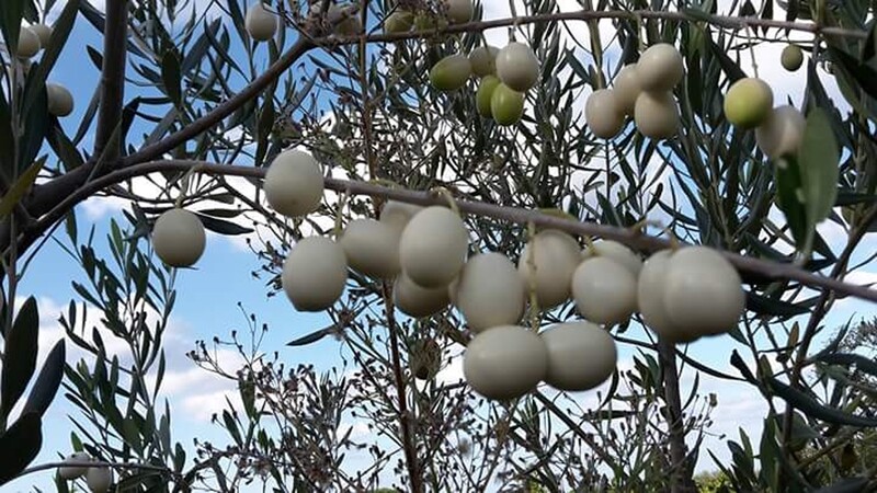 Olea europaea var. leucocarpa, Ulivo, Olivo Bianco - vaso Ø15 cm