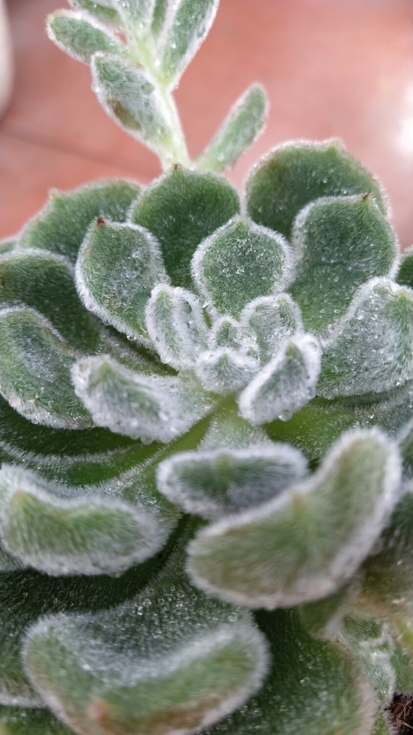 Echeveria spp. &#39;Setosa&#39; - vaso Ø8cm