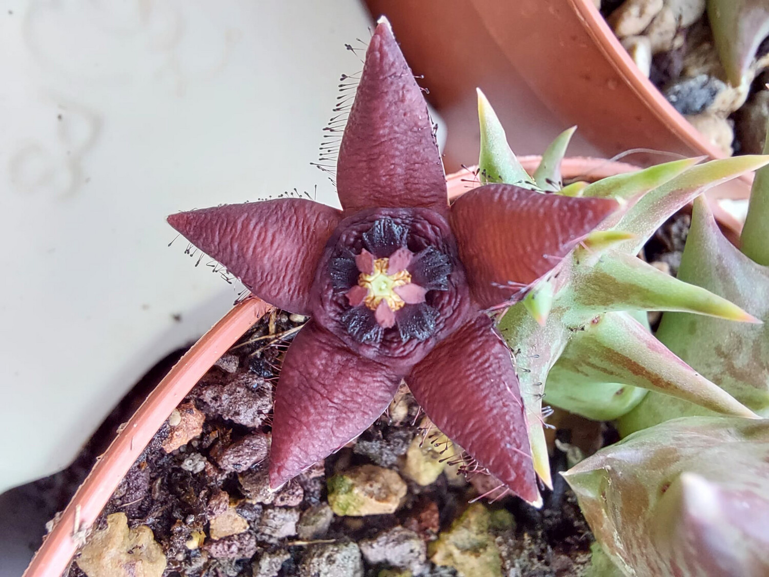 Orbea semota subsp. orientalis vaso 10