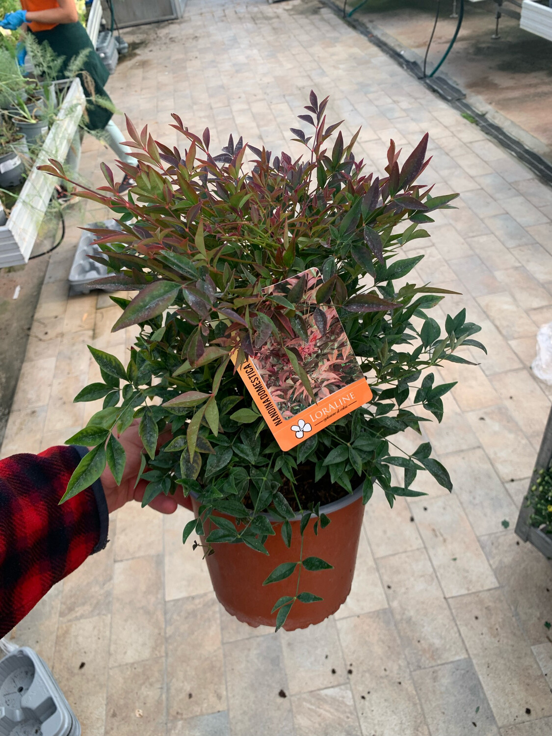 Nandina domestica &#39;Obsessed&#39; - vaso Ø19 cm h 50 cm