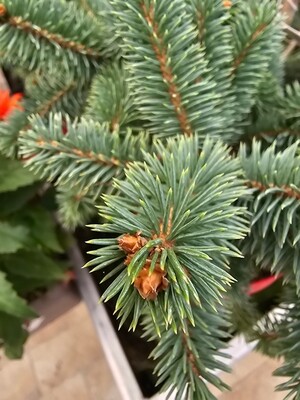 Picea pungens &#39;Super Blue&#39;, Abete Blu, Pino Argentato, Abete azzurro - vaso Ø19 cm