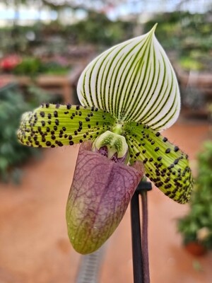 Paphiopedilum Wardii, Orchidea, Scarpetta di Venere - vaso Ø9 cm