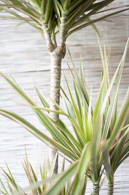 Dracena marginata bicolor, Dracaena - vaso Ø21 cm