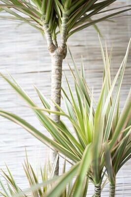 Dracena marginata bicolor, Dracaena - vaso Ø21 cm Dracena marginata bicolor, Dracaena - vaso Ø21 cm