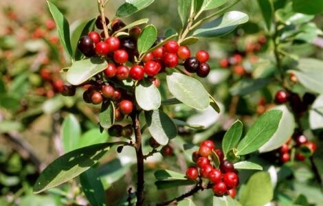 MRPF Rhamnus alaternus - Alaterno - ARBUSTO IN VASO/ CONTENITORE FORESTALE    h 30 cm