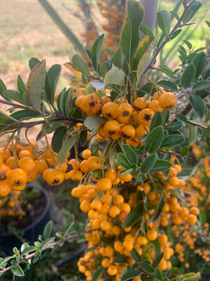 Pyracantha mohave, Bacca gialla - vaso Ø24 cm, h 140 cm