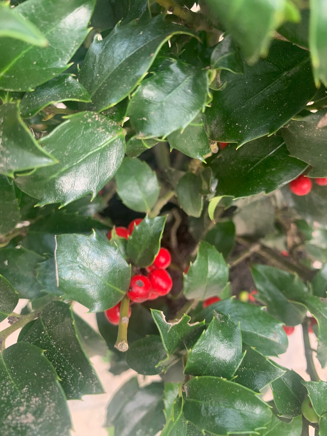 Cat Biggest Pile of Leaves Song | TikTok, image size:1125x1500