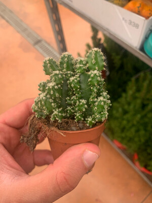 Cereus repandus, Cereus Florida Paolina - vaso Ø5.5 cm