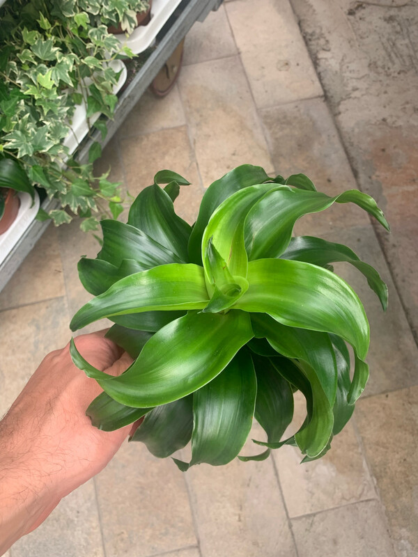 Dracaena fragrans &#39;Twister&#39; - vaso Ø12 cm