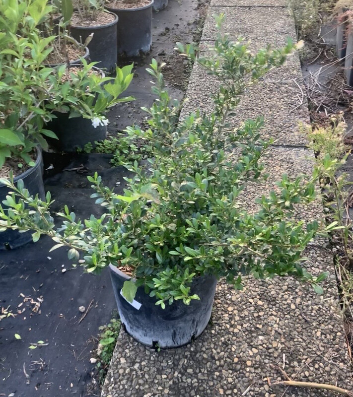 Ilex crenata &#39;Glory Gem&#39;  - vaso 24 h 35-50