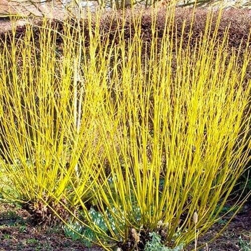 Corniolo giallo, Cornus sericea &#39;Flaviramea&#39; - vaso Ø24 cm