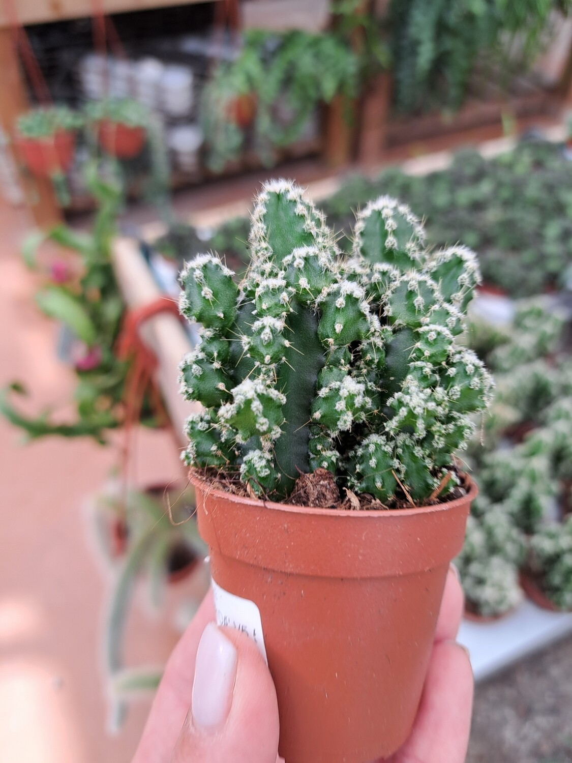 Cereus floridianus - green fingers - in a 5.5cm pot