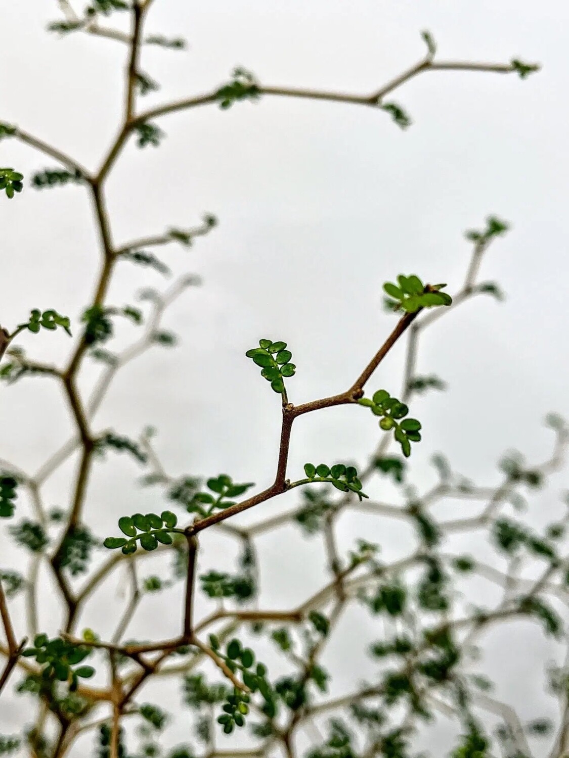 Sophora prostrata &#39;Little Baby&#39;, Sofora Nana - vaso Ø13 cm